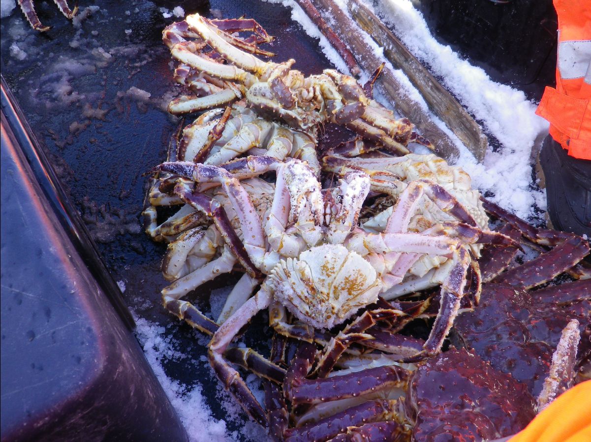 King Crab025